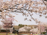 逆井城跡公園