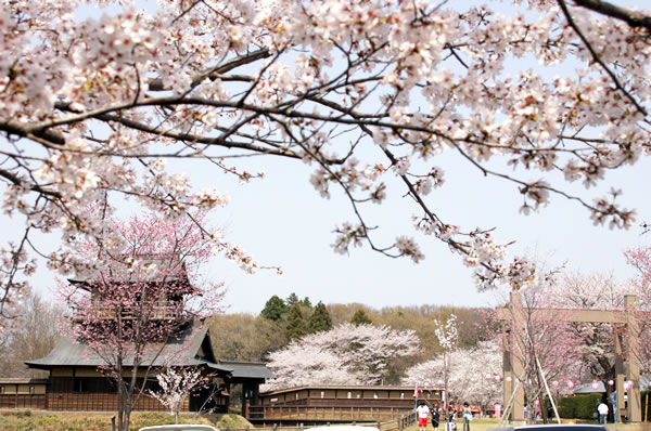 綺麗な桜の名所！坂東市の人気お花見スポット♪