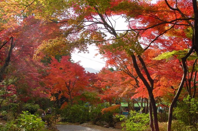 茨城県の紅葉スポット「筑波山」