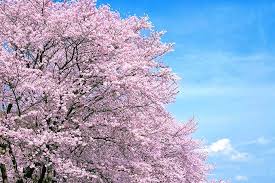 坂東で桜はいかがでしょうか!!